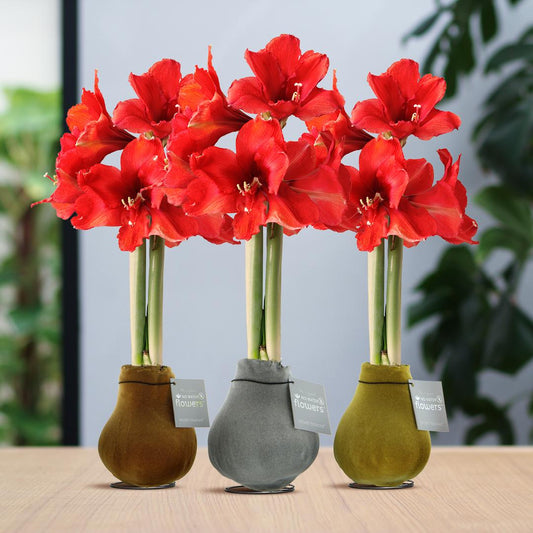 No Water Flowers® (wax amaryllis) | Velvet Touchz® Metallic Mix (3 pack) + Red flower - Pflanzfix24