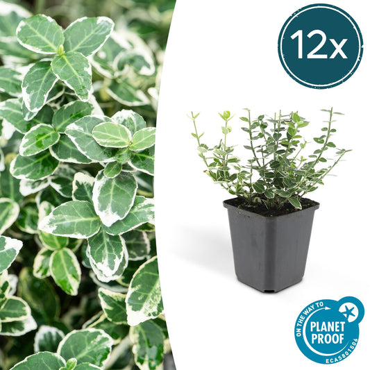 12x Euonymus 'Emerald 'n Gaiety' Bodendecker – Pflanzfix24.de - Pflanzfix24.de