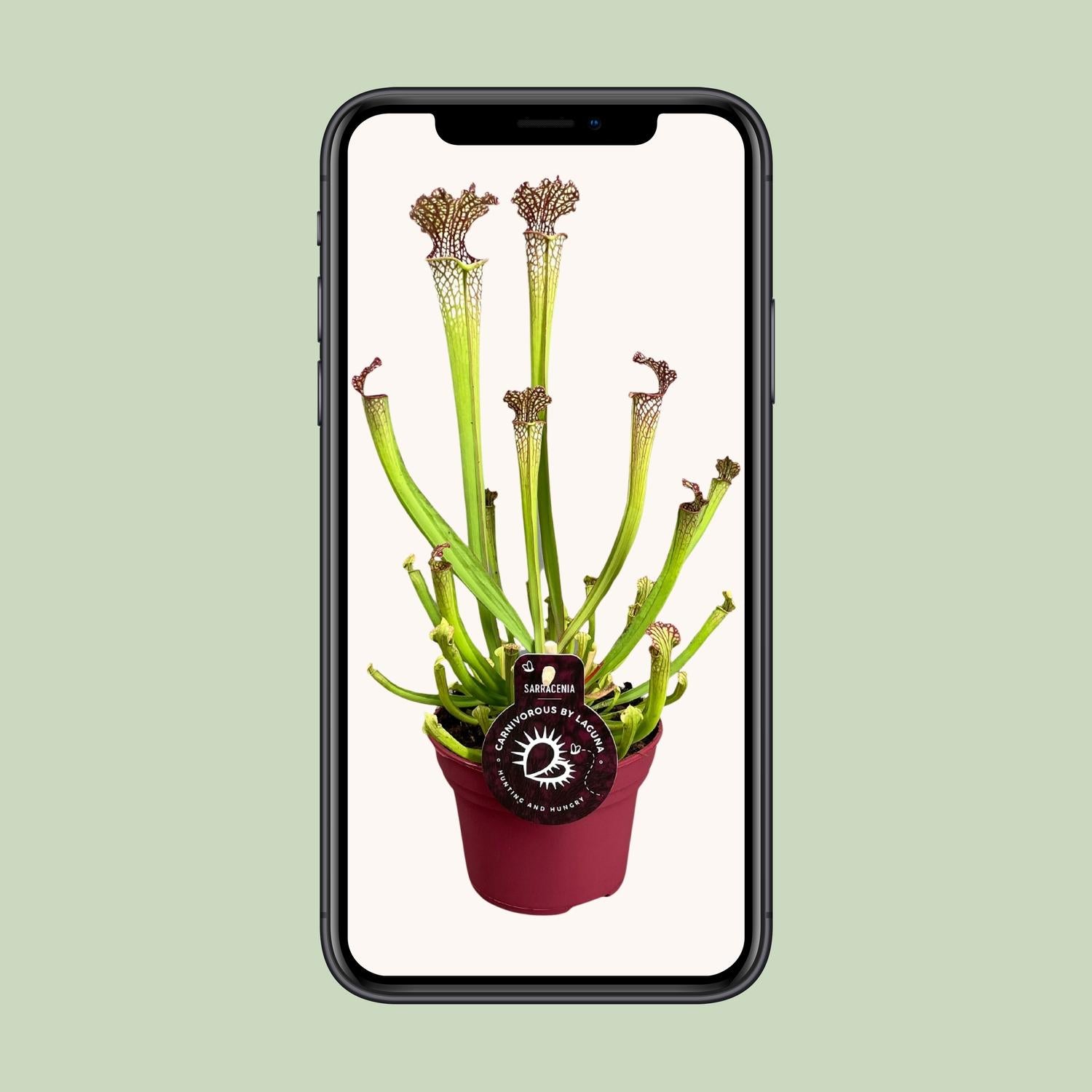 Sarracenia Farnhamii – Fleischfressende Pflanze – Pflanzfix24.de - Pflanzfix24.de