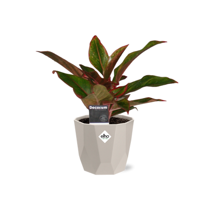 Aglaonema Crete in ELHO b.for rock 14 cm warm grey - Pflanzfix24