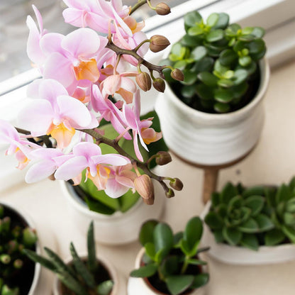 Kolibri Greens | Groene Pflanze - Sukkulente Crassula Minor - Blumenerde Ø6cm - Pflanzfix24