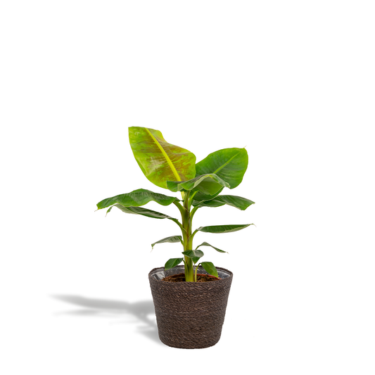 Musa Dwarf Cavendish - Ø21cm - ↕90cm + Korb Igmar - Pflanzfix24