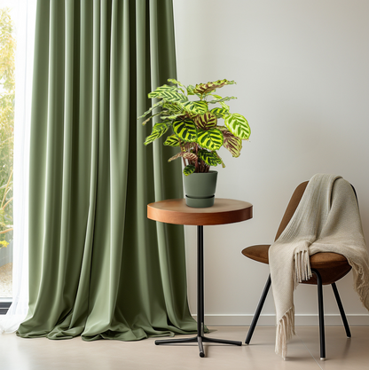 Calathea Makoyana - Ø14cm - pflanzfix24