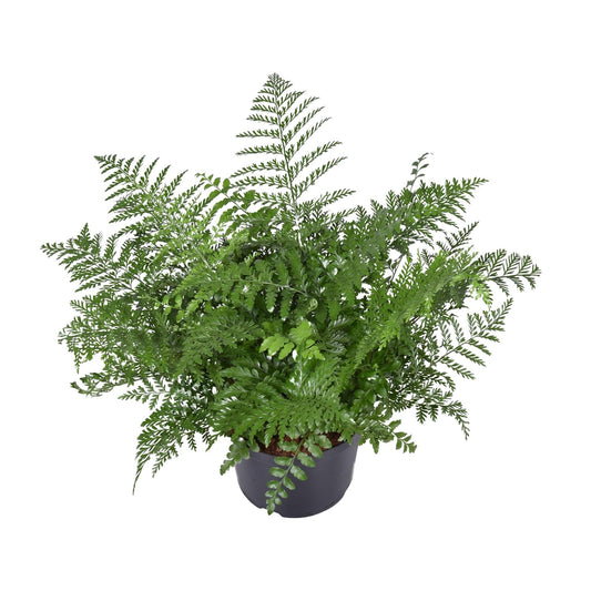 Asplenium Parvati - Ø23cm - ↕55cm - Pflanzfix24.de - Pflanzfix24.de