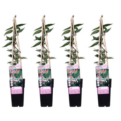 4x - Lonicera henryi - ↨65cm - Ø15 - Pflanzfix24.de - Pflanzfix24.de