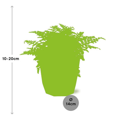 Asplenium Parvati Farn in 14cm Topf - Pflanzfix24