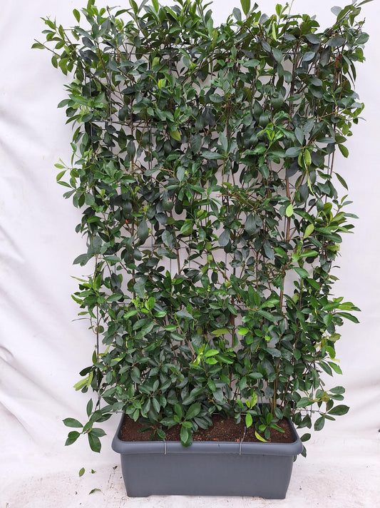Photinia Fraseri 'Red Robin' Fertighecke 120x180 cm - Pflanzfix24