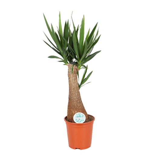 Yucca - Ø24cm - ↕105cm - Pflanzfix24