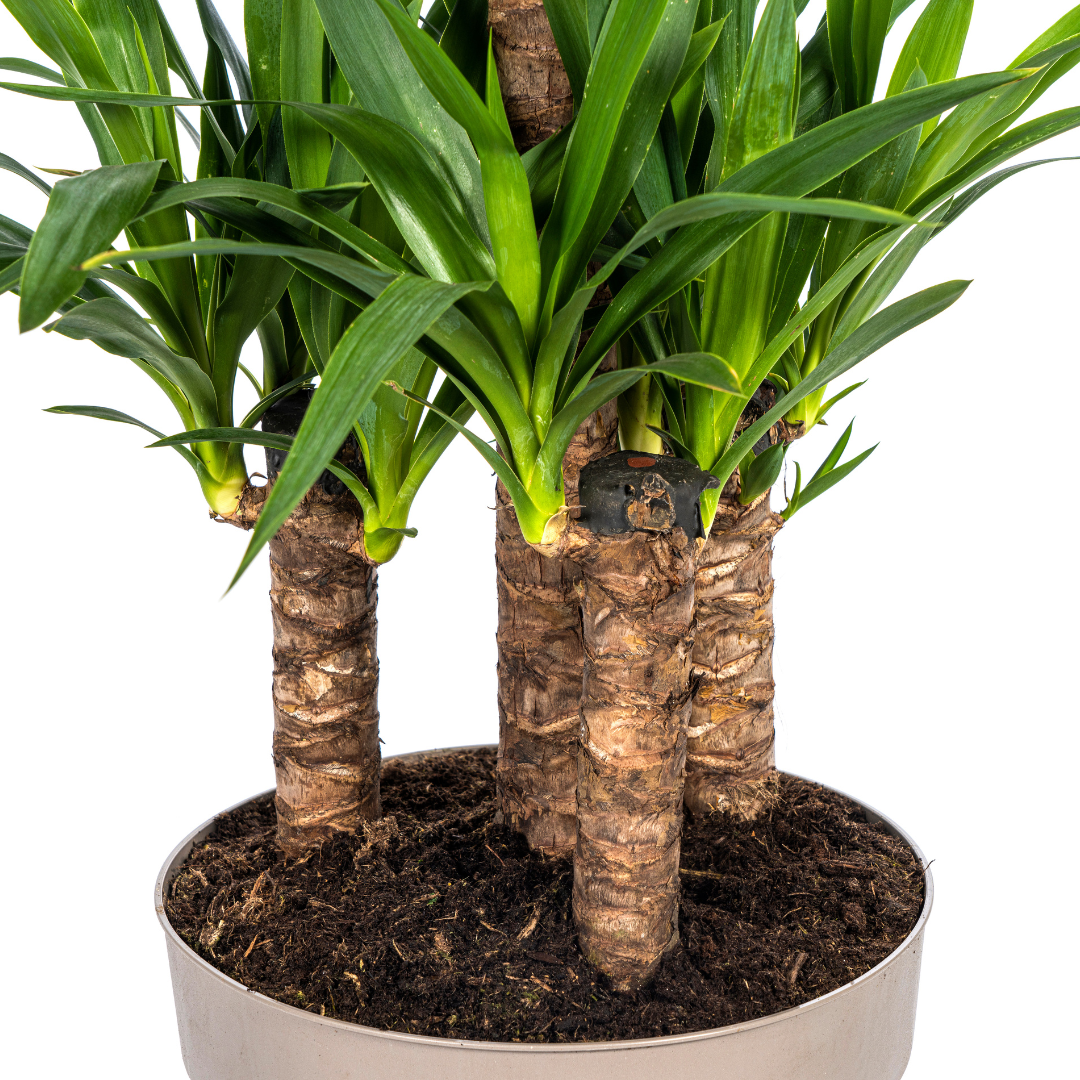 Yucca Elephantipes 90-110 cm Topf Ø30 cm – Robust & Modern | Pflanzfix24.de - Pflanzfix24.de