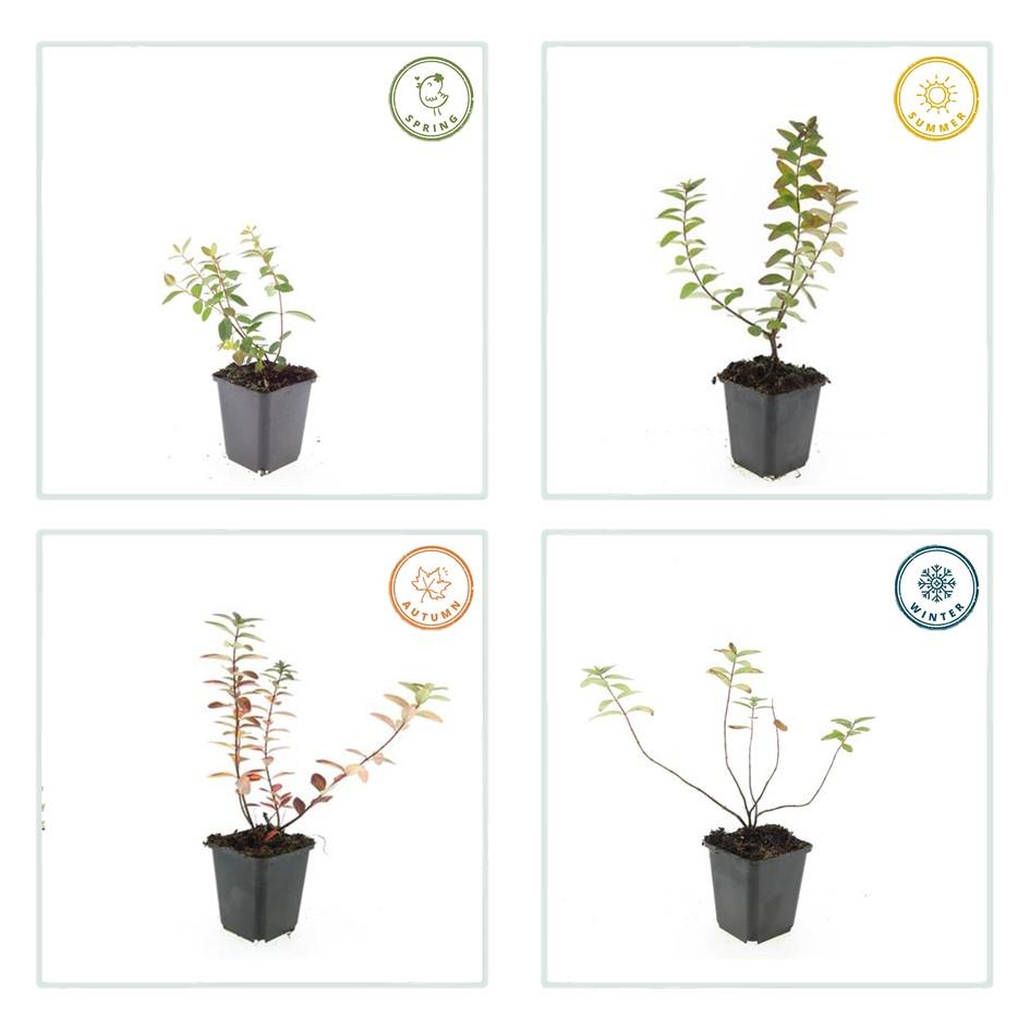 12x Hypericum dummeri ‘Peter Dummer’ Ø9cm | Gelber Bodendecker | Pflanzfix24.de - Pflanzfix24.de