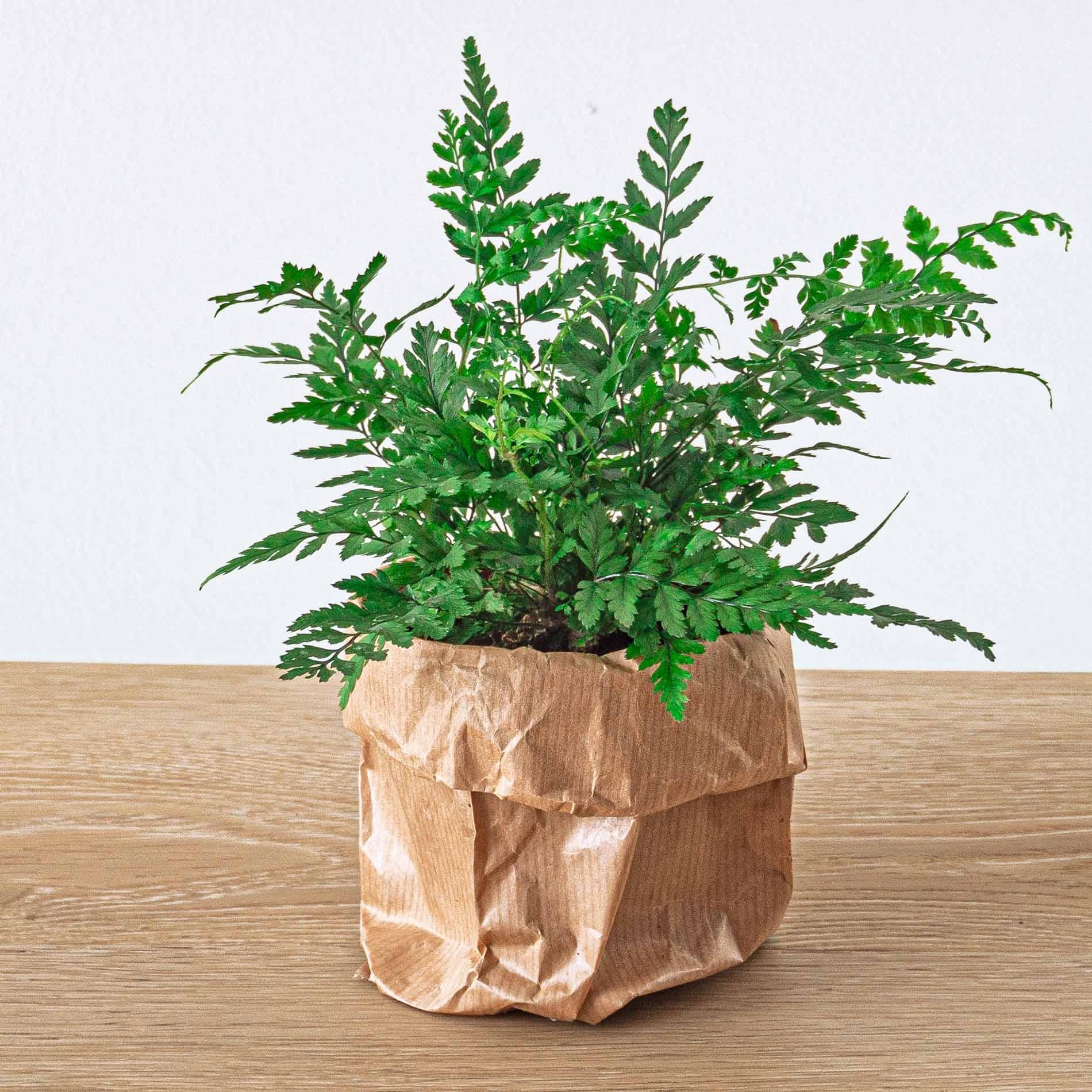 Athyrium spicatum Farn 6 cm Topf – Pflanzfix24.de - Pflanzfix24.de