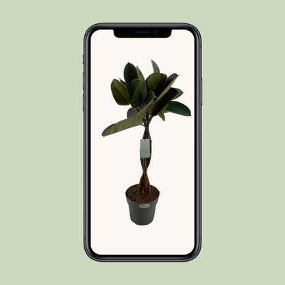 Ficus Elastica Burgundy - Ø24cm - ↕100cm - Pflanzfix24