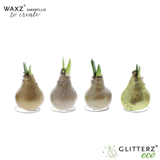 Amaryllis Waxz To Create Gold - 4 Stücke - Pflanzfix24