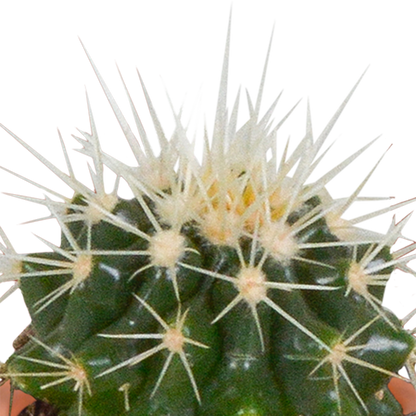Cactus en vetplanten Mischung 5,5 cm | 15 stück - in Mexicaanse pot - Pflanzfix24.de - Pflanzfix24.de