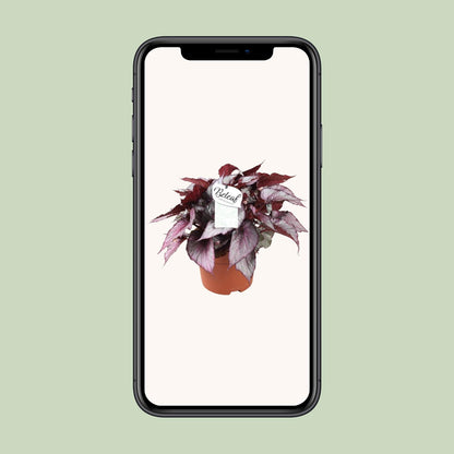 Begonia Beleaf Maori Haze - Ø17cm - ↕32cm - Pflanzfix24
