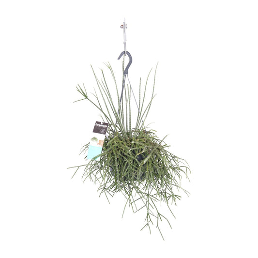Rhipsalis Pilocarpa - Ø17cm - ↕30cm - Pflanzfix24