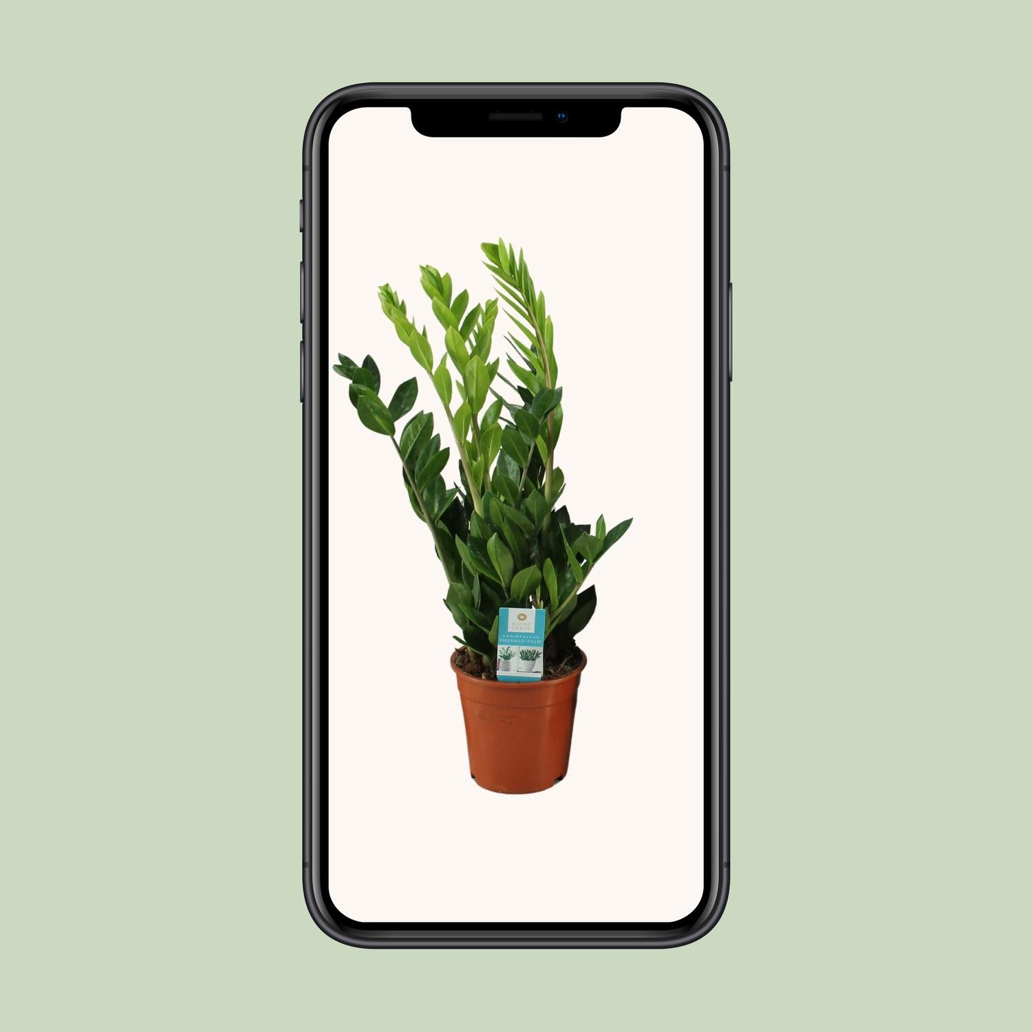 Zamioculcas Zamiifolia Ø17cm – Pflegeleicht & Elegant | Pflanzfix24.de - Pflanzfix24.de