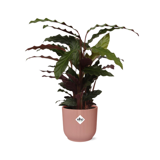 Calathea Rufibarba 'Tropistar' in ELHO Vibes Fold 14cm roze - Pflanzfix24