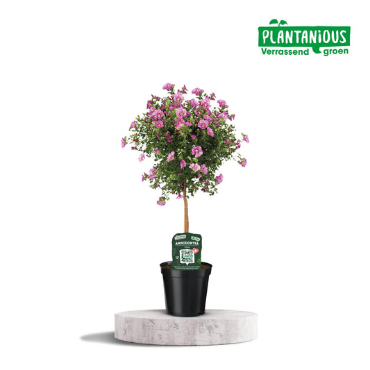 Anisodontea Elegans - Ø19cm - ↕75cm - Pflanzfix24