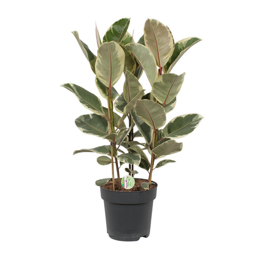 Ficus Tineke - Ø27cm - ↕85cm von Pflanzfix24.de - Pflanzfix24.de