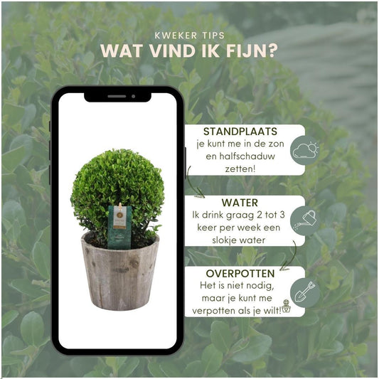 2x Ilex crenata 'Jenny' bol in houten pot | set van 2 stuks | 20 cm Ø diameter - Pflanzfix24