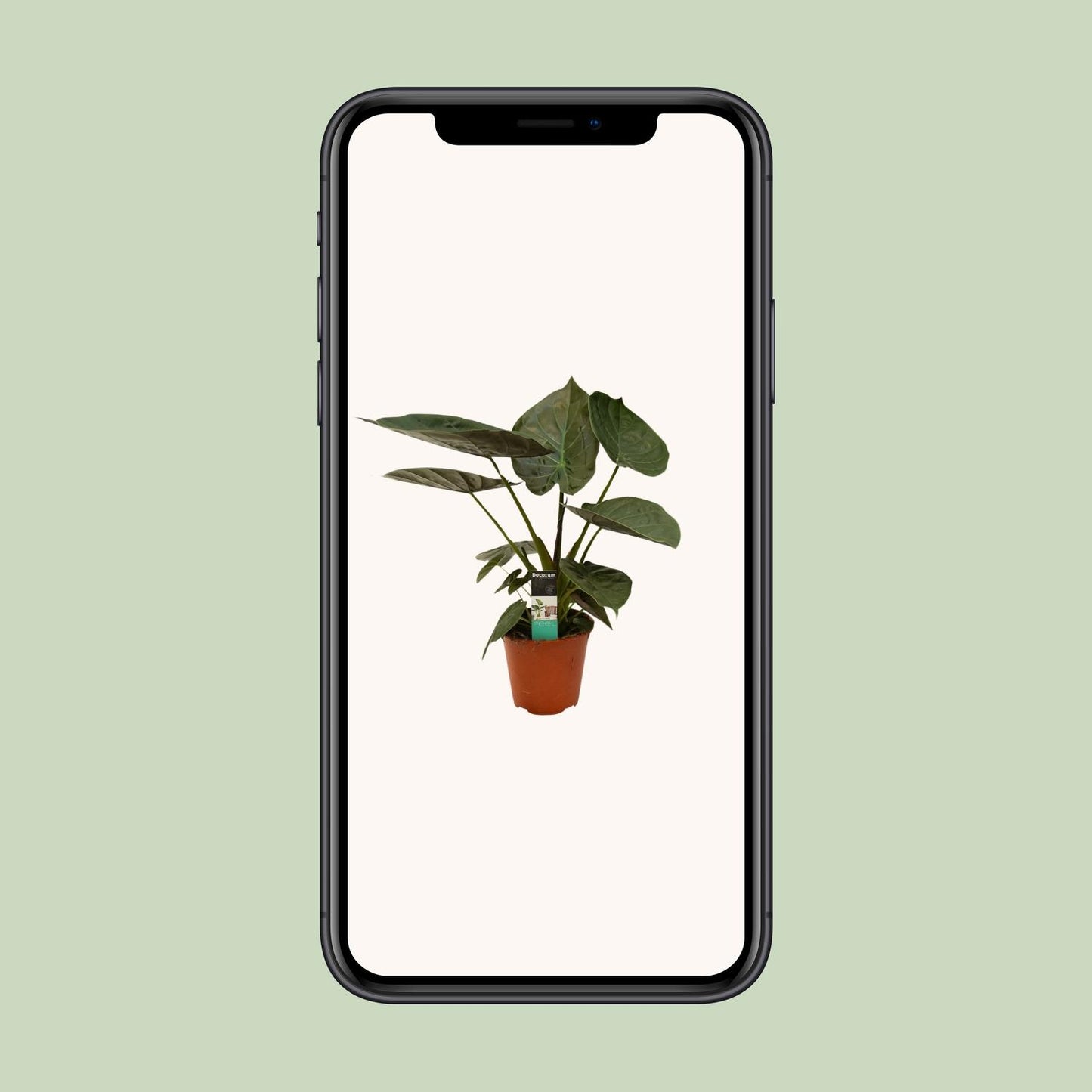 Alocasia Wentii - Ø19cm - ↕75cm - Pflanzfix24