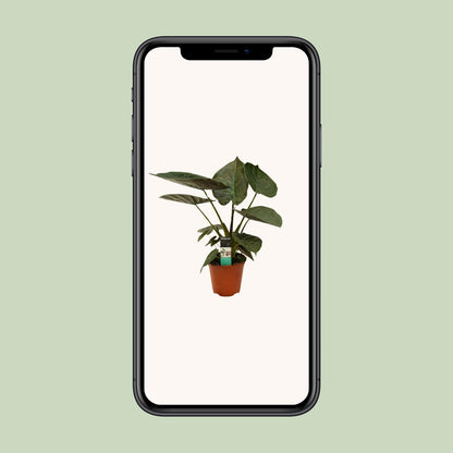 Alocasia Wentii - Ø19cm - ↕75cm - Pflanzfix24