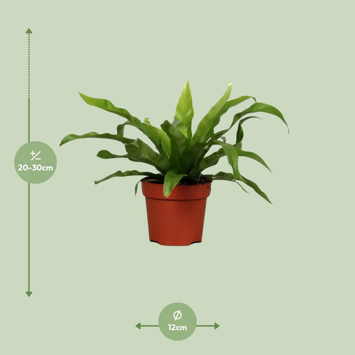 Asplenium Antiquum Ø12cm – pflegeleichter Zimmerfarn | pflanzfix24