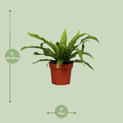 Asplenium Antiquum Ø12cm – pflegeleichter Zimmerfarn | pflanzfix24