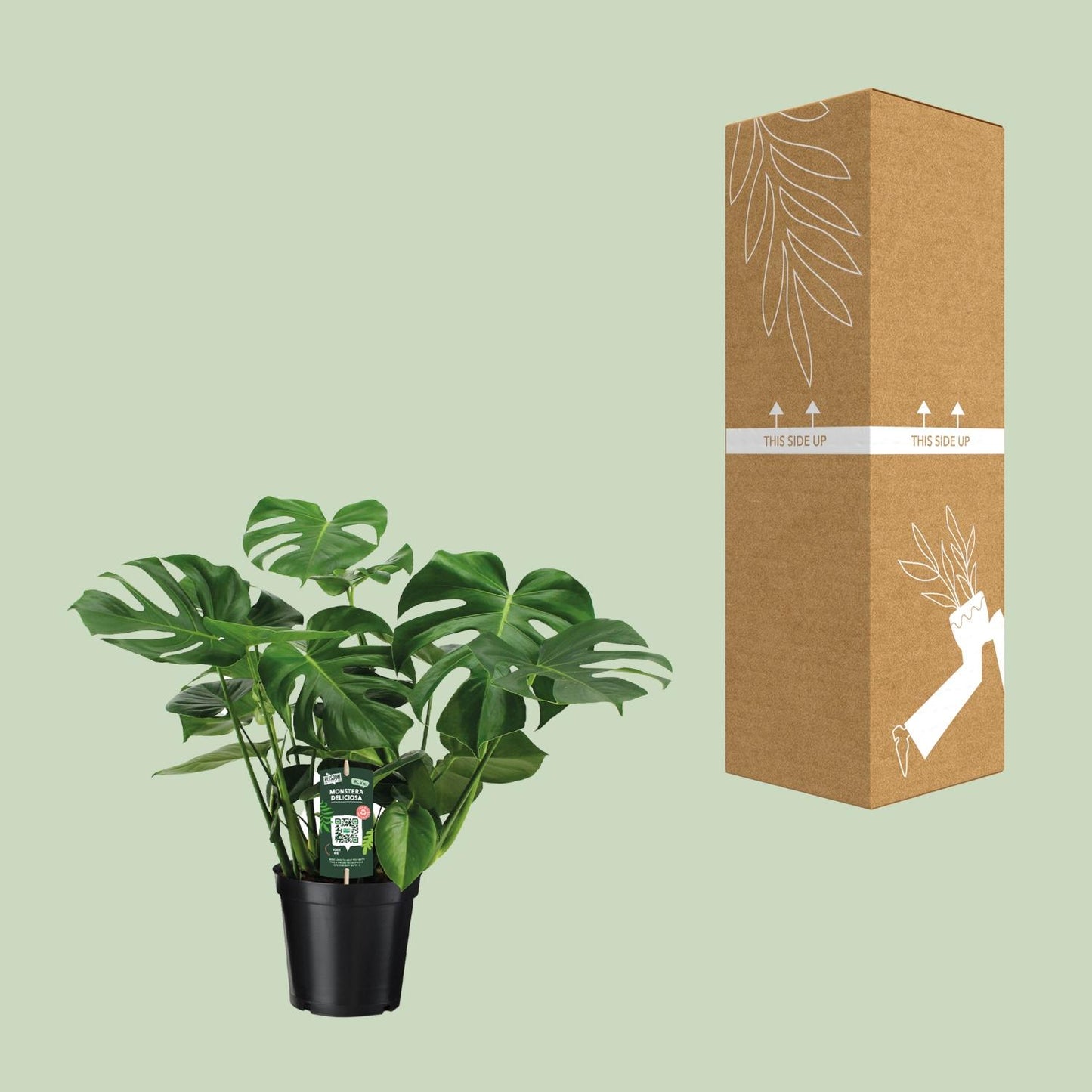 Monstera Deliciosa Ø21cm – 65 cm Zimmerpflanze | Pflanzfix24.de - Pflanzfix24.de