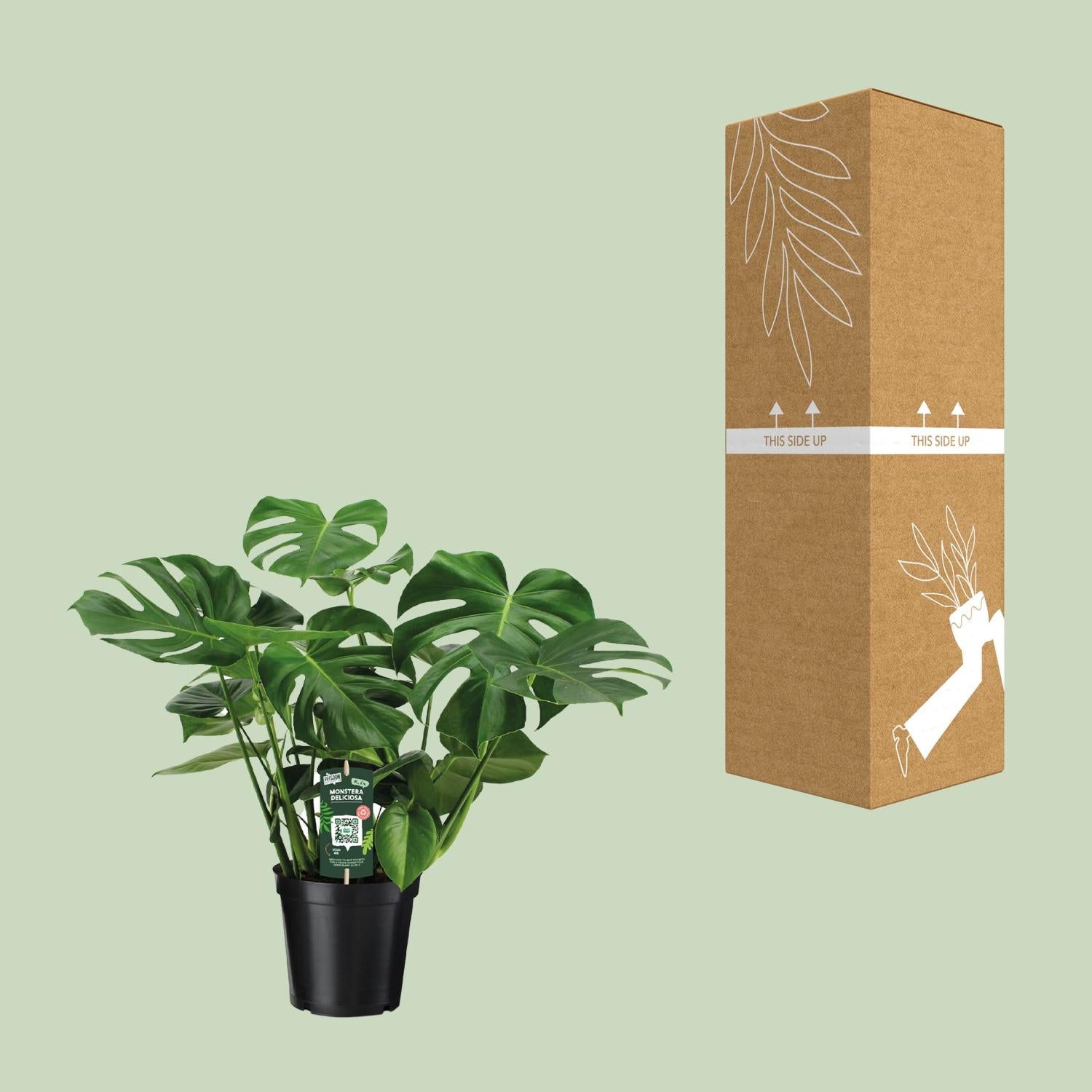 Monstera Deliciosa Ø21cm – 65 cm Zimmerpflanze | Pflanzfix24.de - Pflanzfix24.de