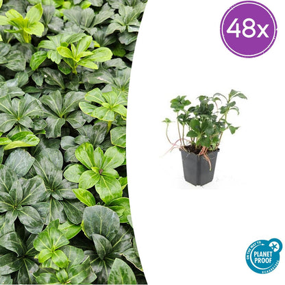 48x Pachysandra terminalis 'Green Sheen' - ↕10-25cm - Ø9cm - Pflanzfix24