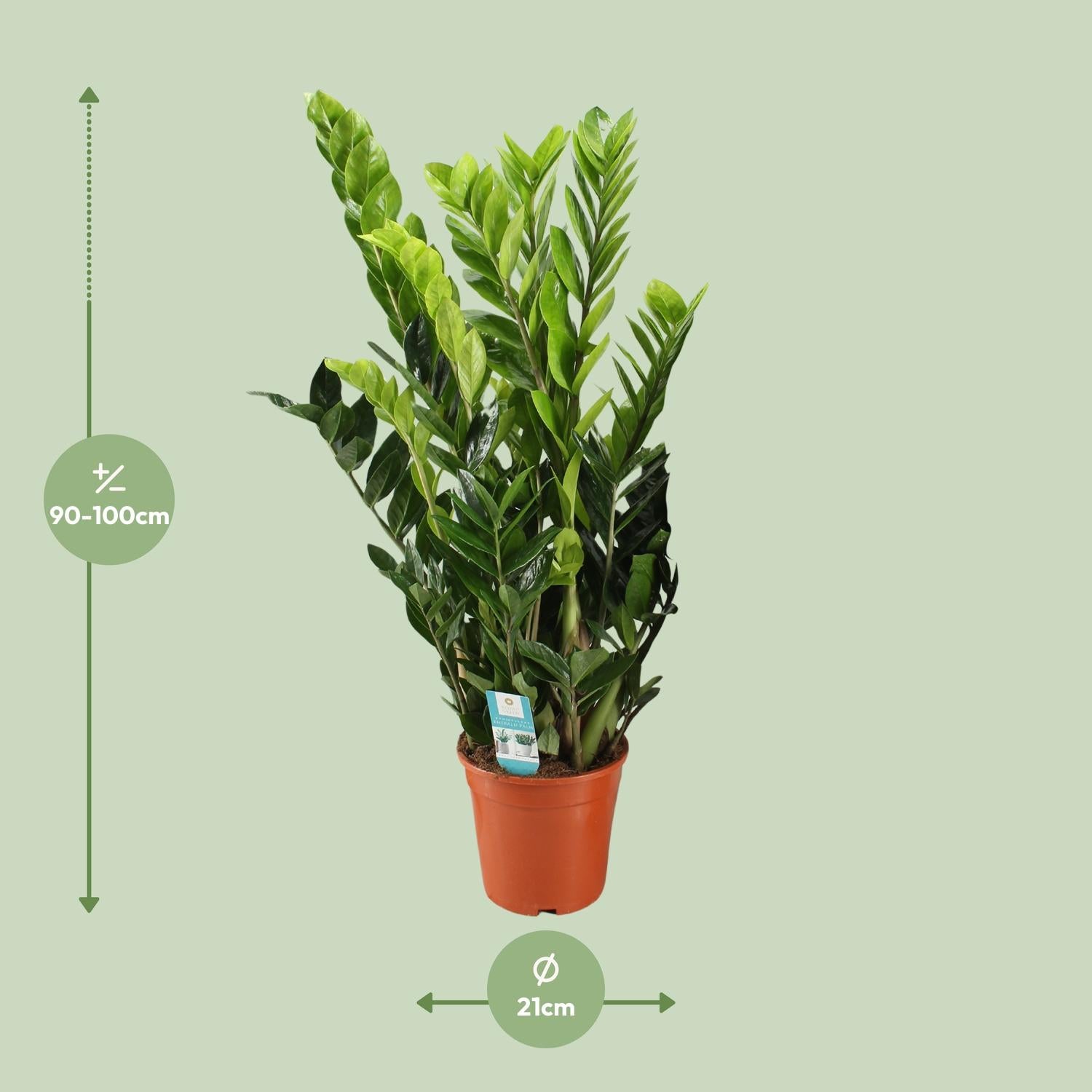 Zamioculcas Zamiifolia 95cm Ø21cm – Pflegeleicht | Pflanzfix24.de - Pflanzfix24.de
