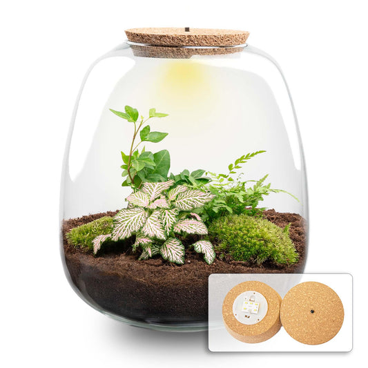 Plant Terrarium Emma DIY Kit mit Fittonia Pink Tiger & LED | Pflanzfix24.de - Pflanzfix24.de