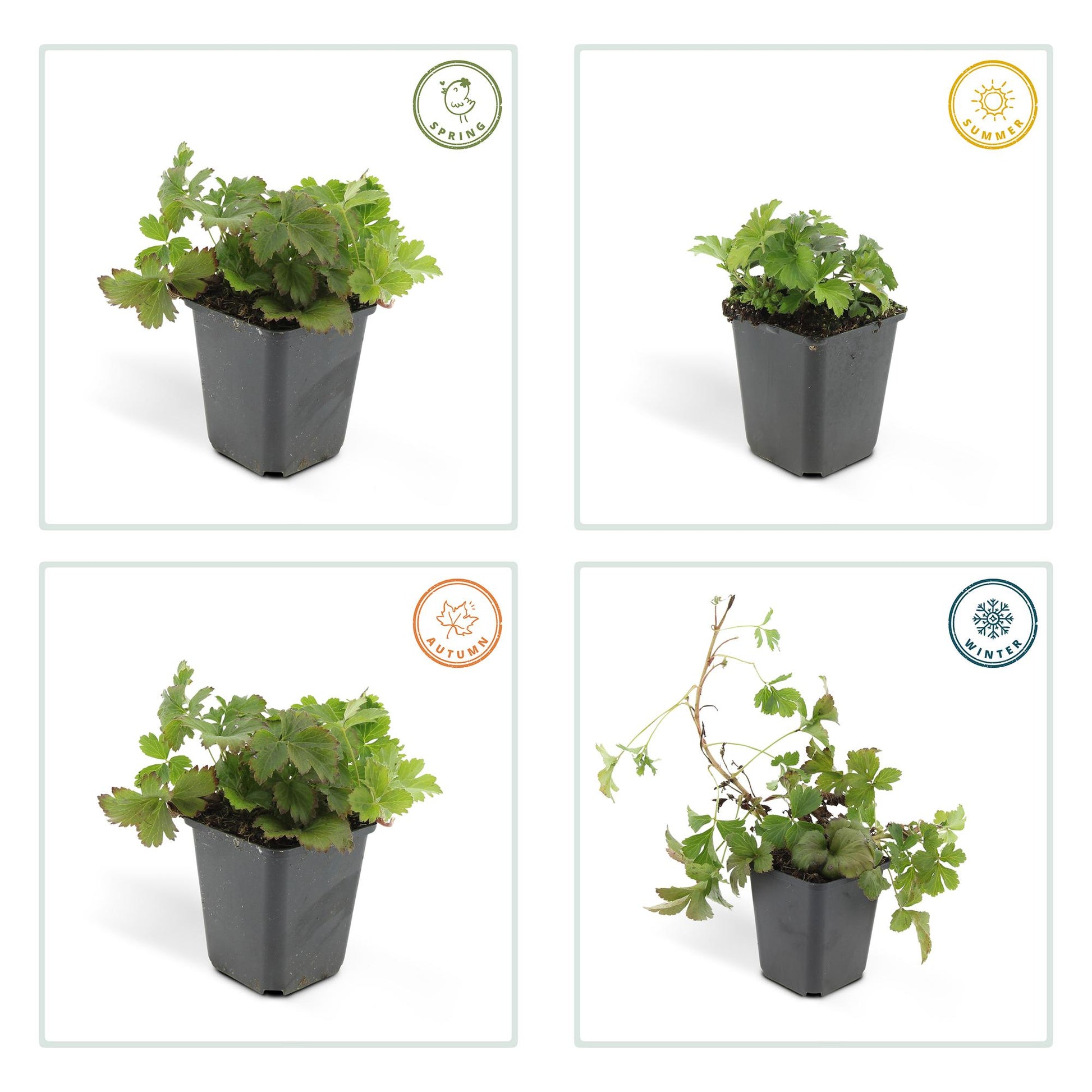 12x Waldsteinia ternata Bodendecker 10-25cm Ø9cm | Pflanzfix24.de - Pflanzfix24.de