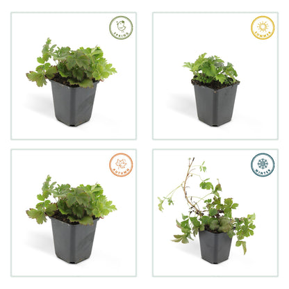 12x Waldsteinia ternata Bodendecker 10-25cm Ø9cm | Pflanzfix24.de - Pflanzfix24.de