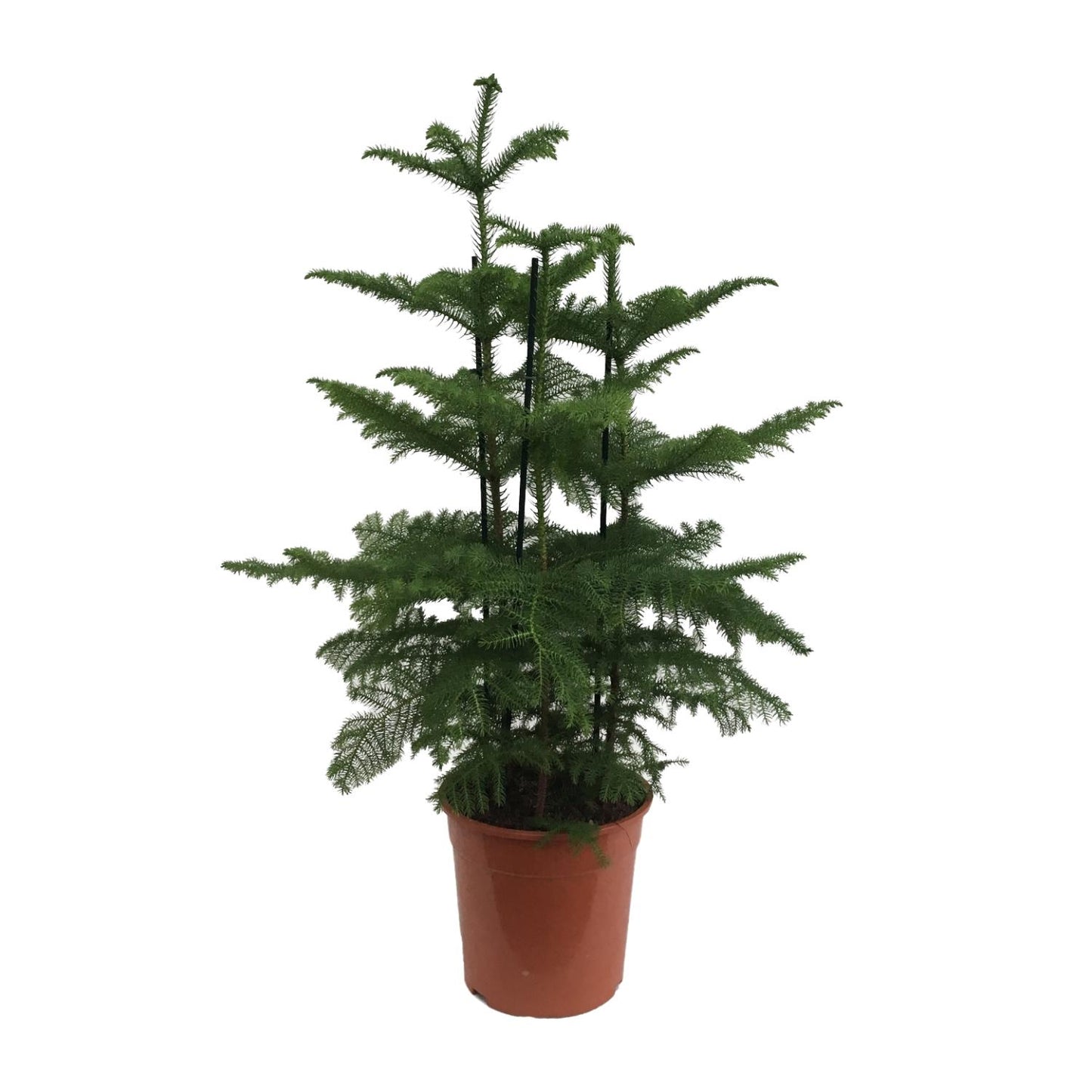 Araucaria (2 Tak) - Ø27cm - ↕110cm - Pflanzfix24