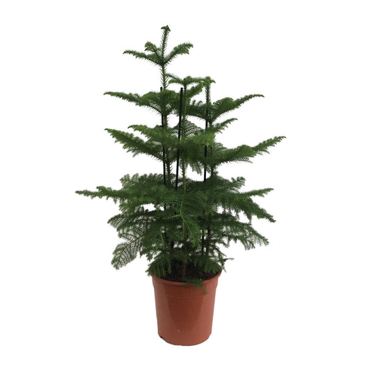 Araucaria (2 Tak) - Ø27cm - ↕110cm - Pflanzfix24