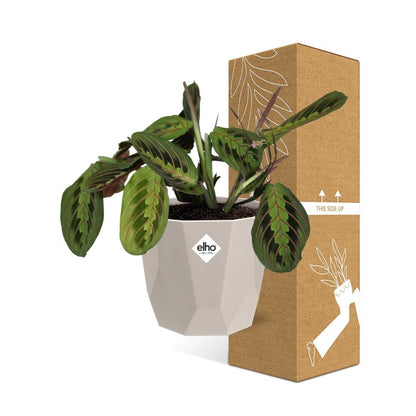 Maranta Leuconeura ‘Fascinator’ Tricolor in ELHO b.for rock 14 cm warm grey - Pflanzfix24