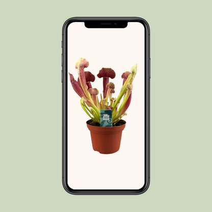 Sarracenia Barba - Ø12cm - ↕25cm - Pflanzfix24
