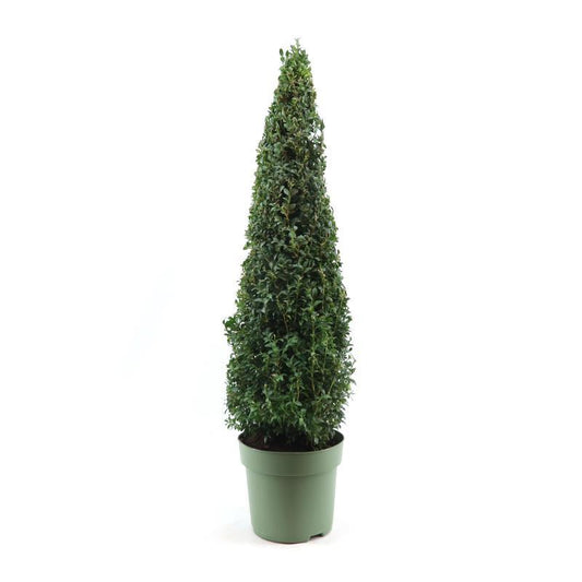 Buxus Sempervirens Pyramid 70cm - Pflanzfix24