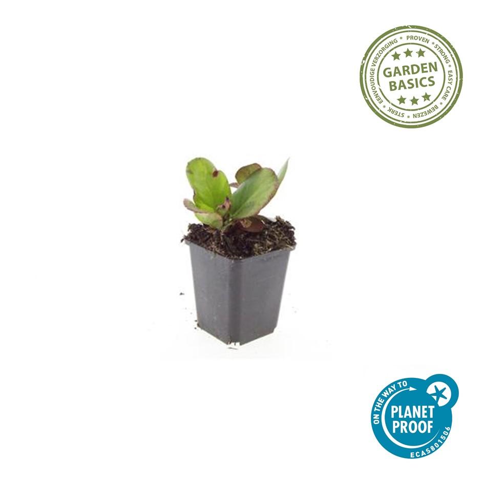 Bergenia cordifolia 'Herbstblüte' - 12er Pack - Pflanzfix24