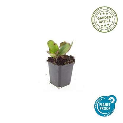 Bergenia cordifolia 'Herbstblüte' - 12er Pack - Pflanzfix24