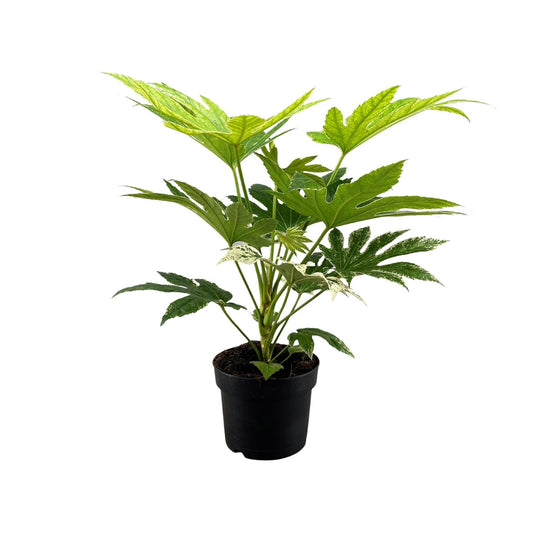 Fatsia Japonica Spider Web - Ø17cm - ↕50cm - pflanzfix24