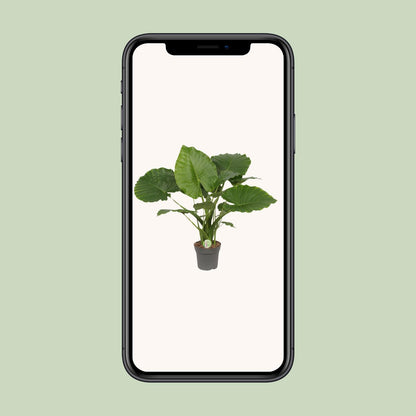 Alocasia Gageana California - Ø21cm - ↕80cm - Pflanzfix24.de - Pflanzfix24.de