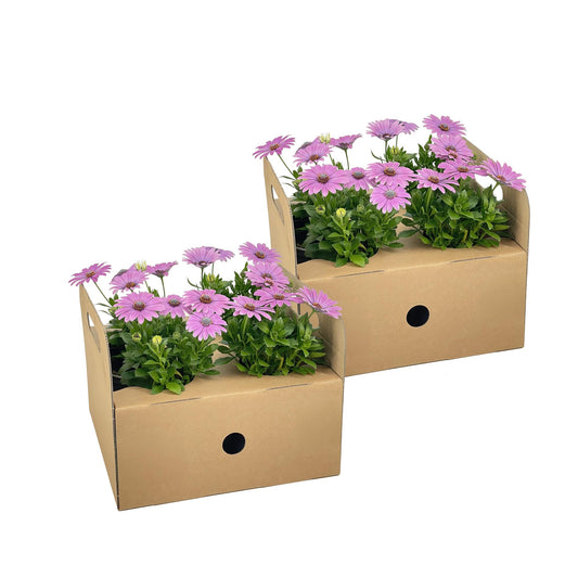 8x Osteospermum ecklonis Pink Ø12 cm - ↕20 cm - Pflanzfix24