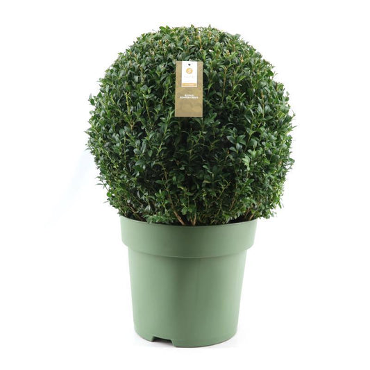 Buxus Semp. Ball Ø50cm P33 - Ø33cm - ↕70cm bei Pflanzfix24