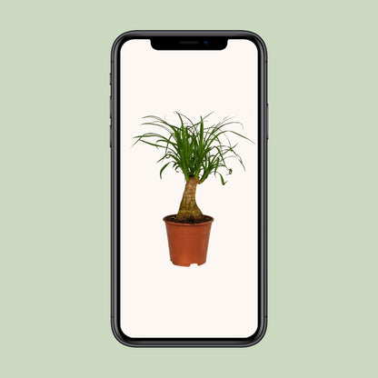 Beaucarnea Nolina - Ø14cm - ↕40cm - Pflanzfix24