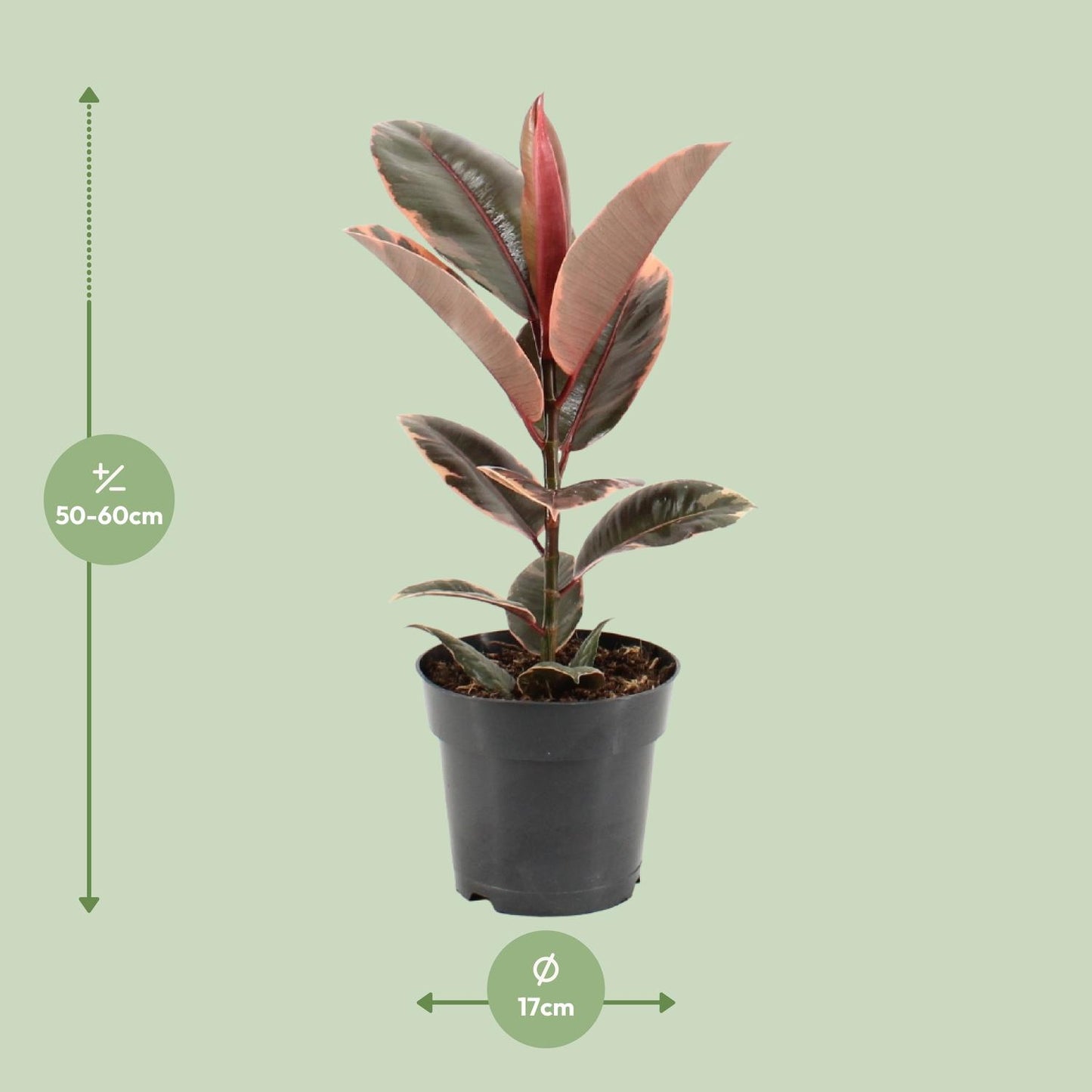 Ficus Elastica Belize - Ø17cm - ↕55cm - Pflanzfix24.de - Pflanzfix24.de