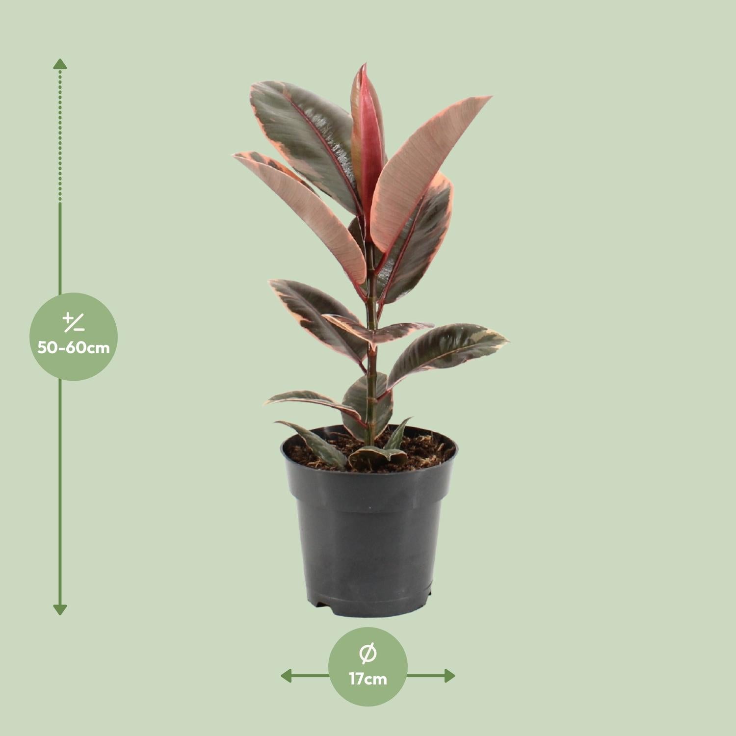 Ficus Elastica Belize - Ø17cm - ↕55cm - Pflanzfix24.de - Pflanzfix24.de